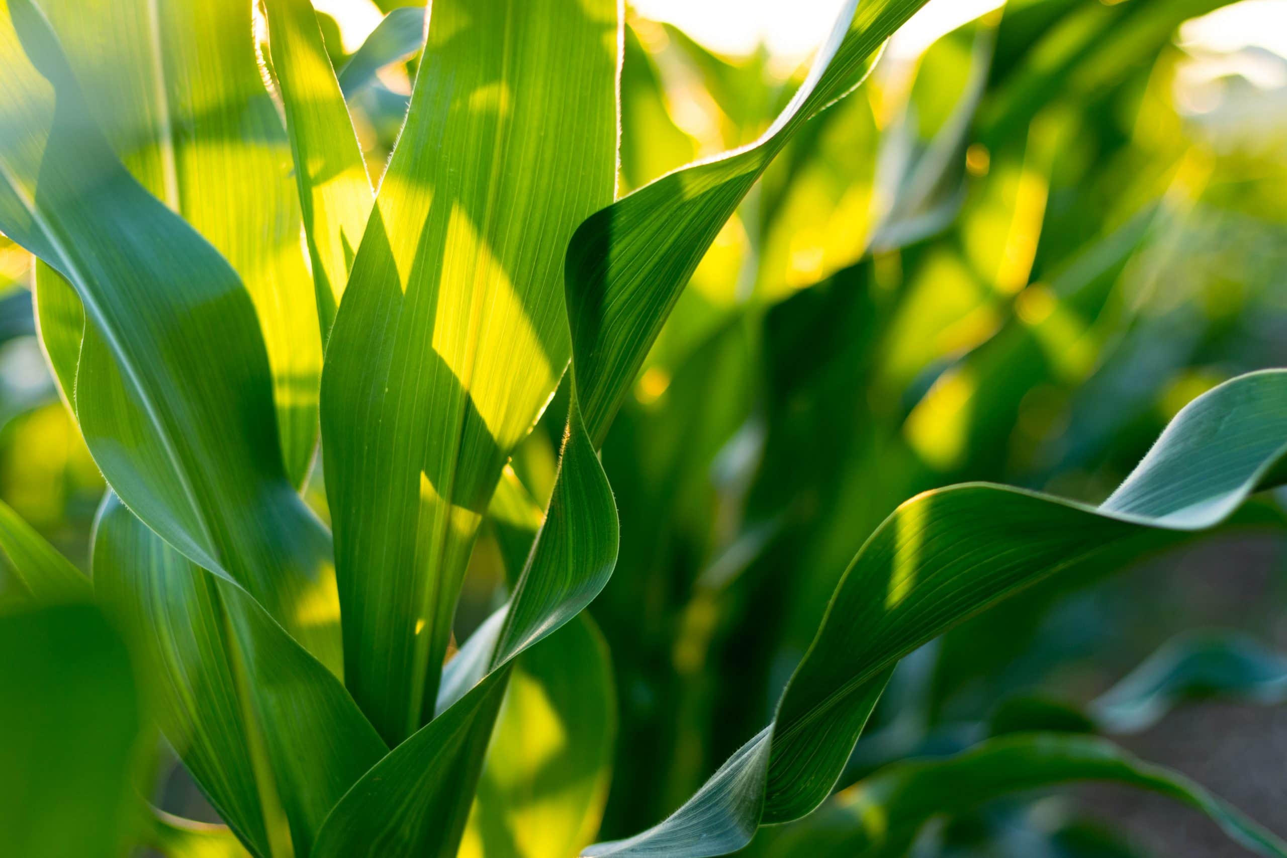 Corn Leaf Background