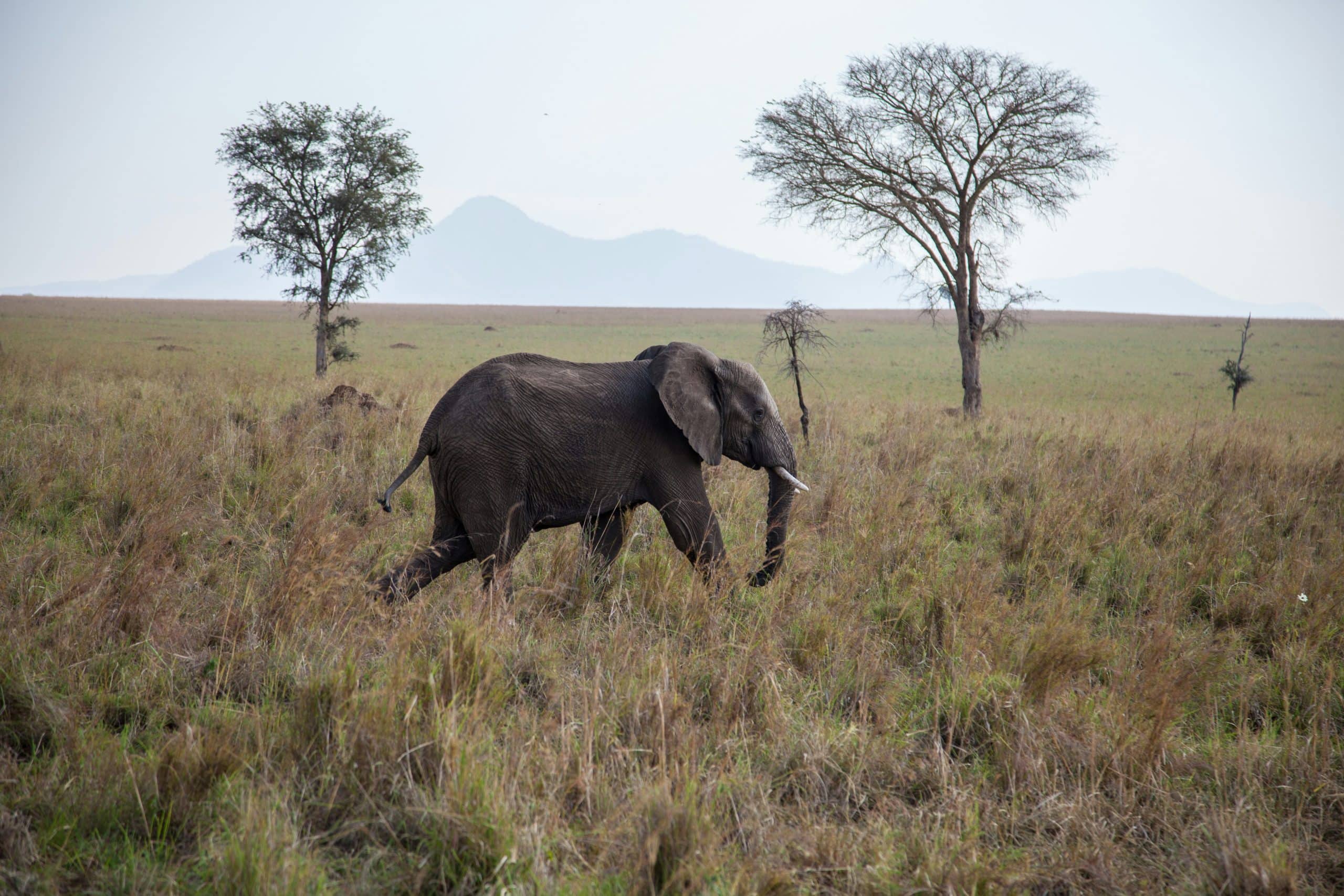 What to Do in Kenya