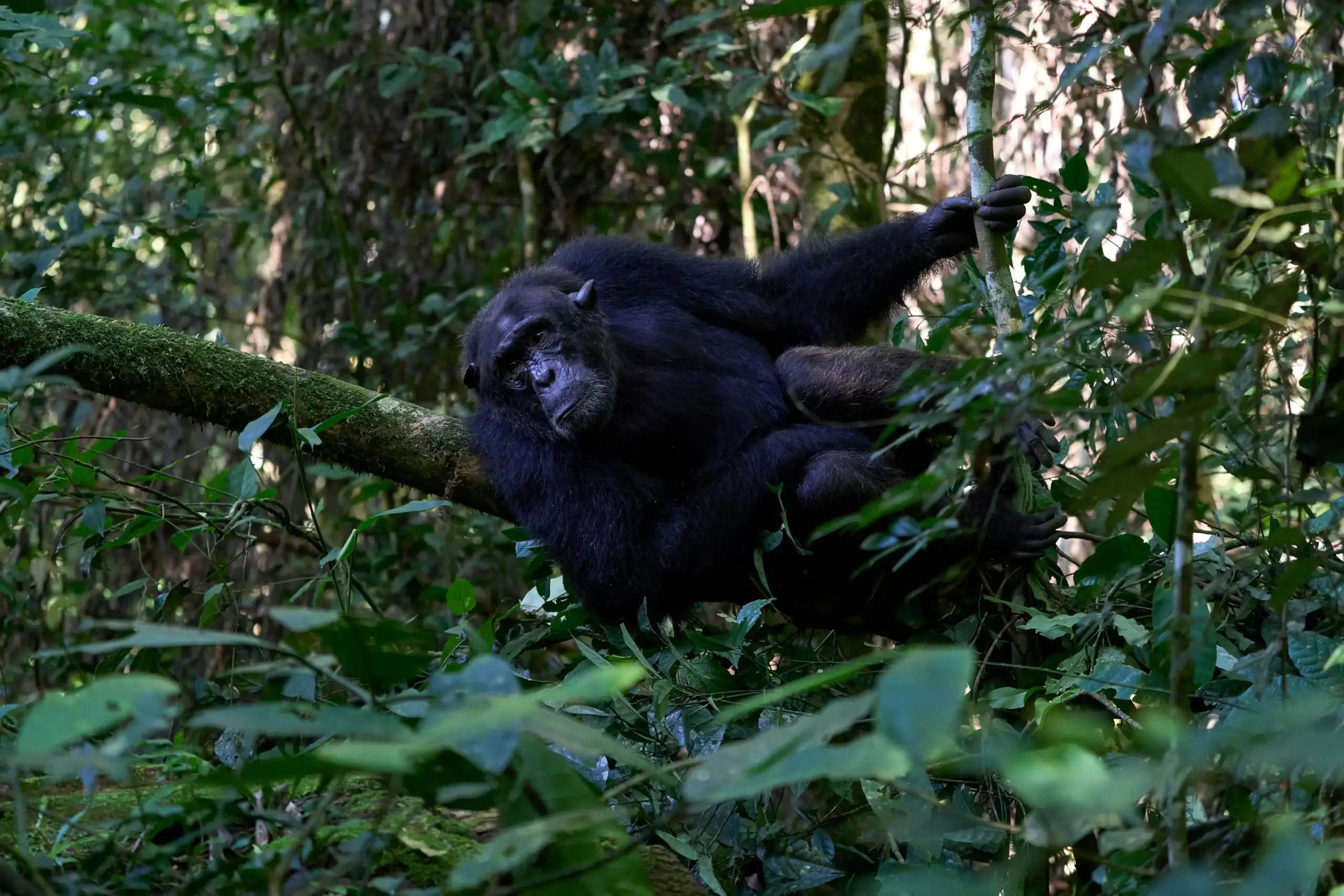 10 Days Best Uganda Safari Without Gorillas