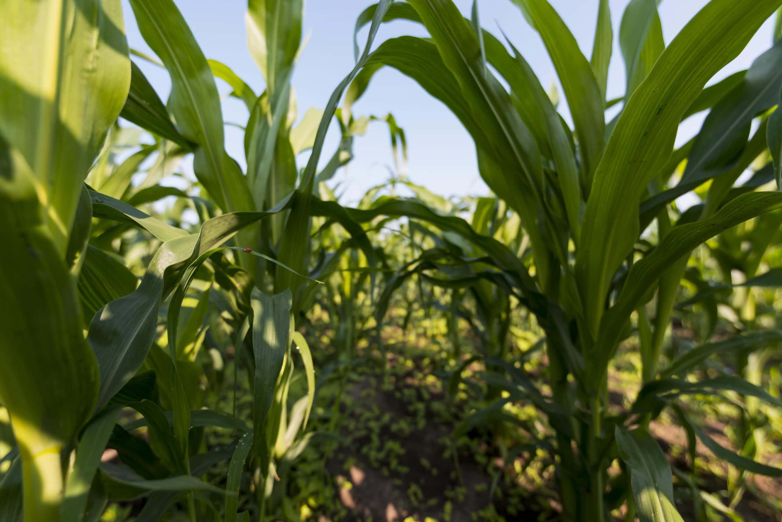 Perspectivas económicas favorables para el maíz 1 corn field organic farming concept
