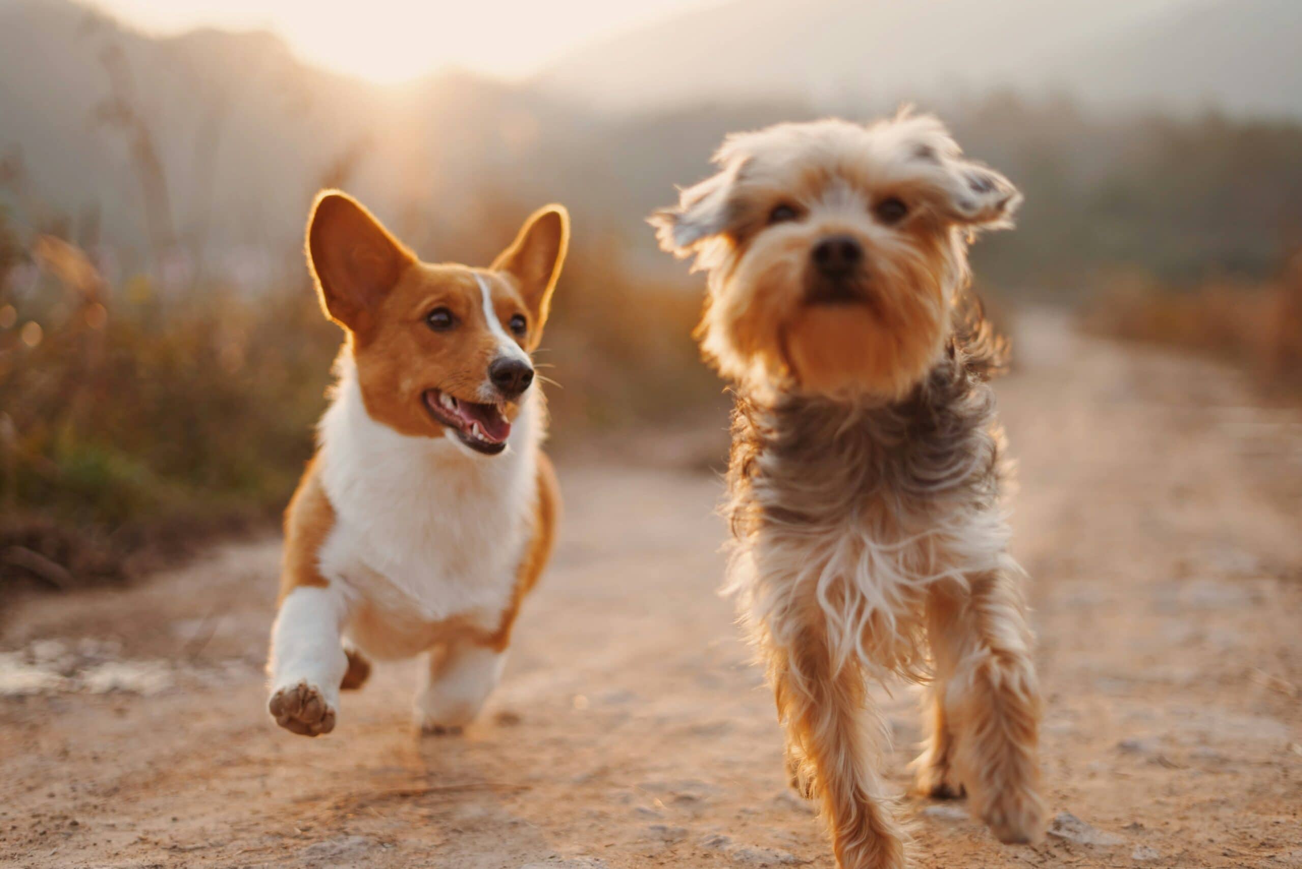 Essential Tips for Keeping Your Pet Healthy