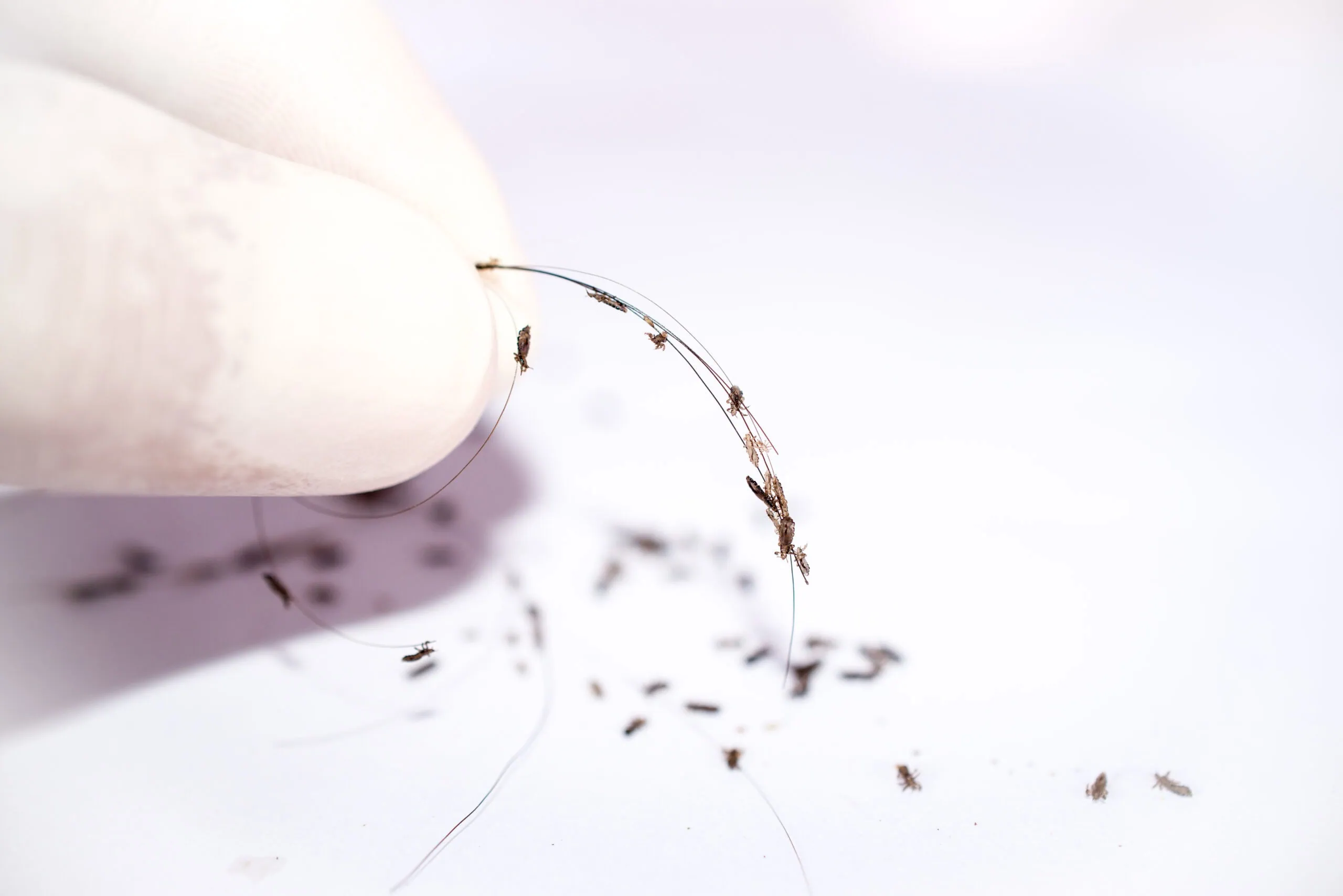 nits on a hair strand