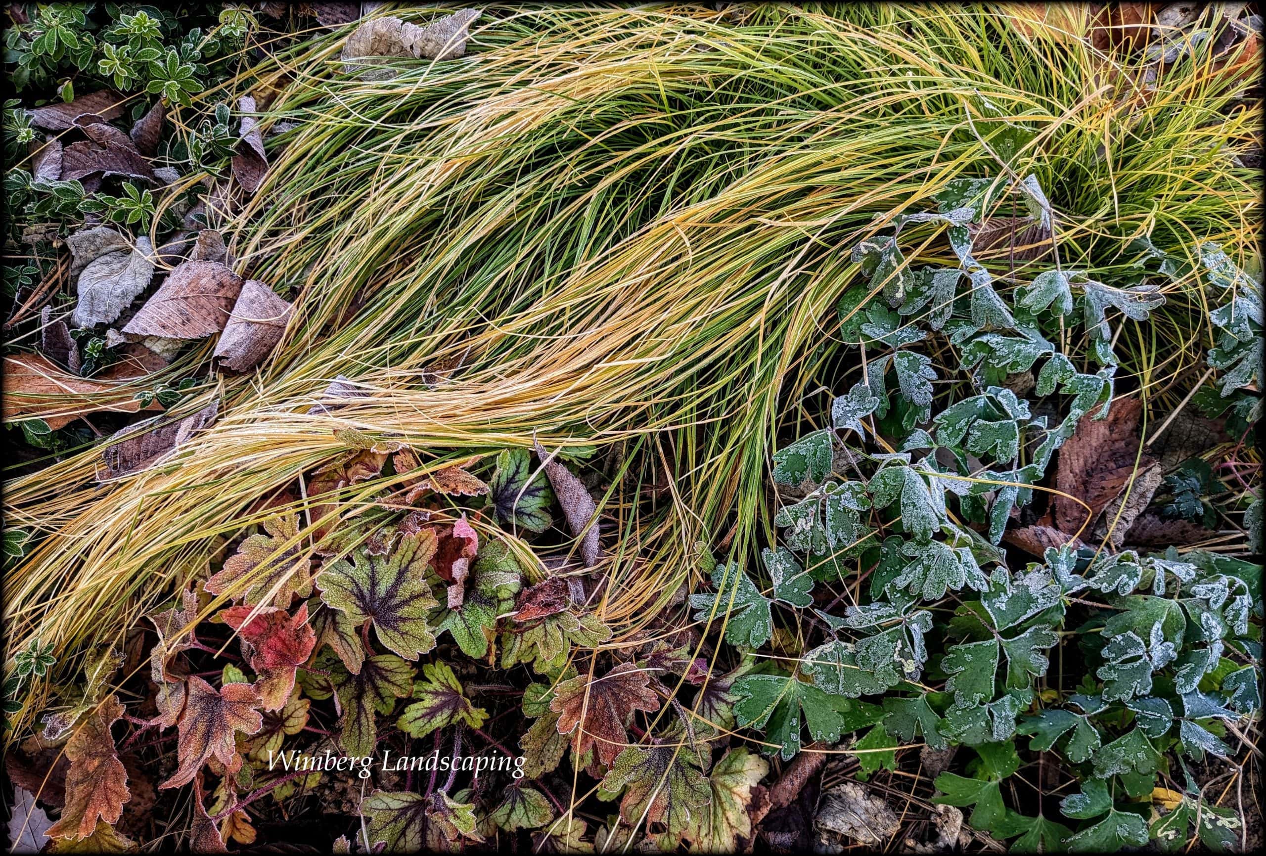 Read more about the article The Late Autumn Shade Garden