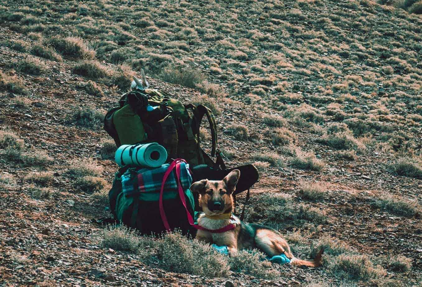 shepherd dog in the desert with a backpack