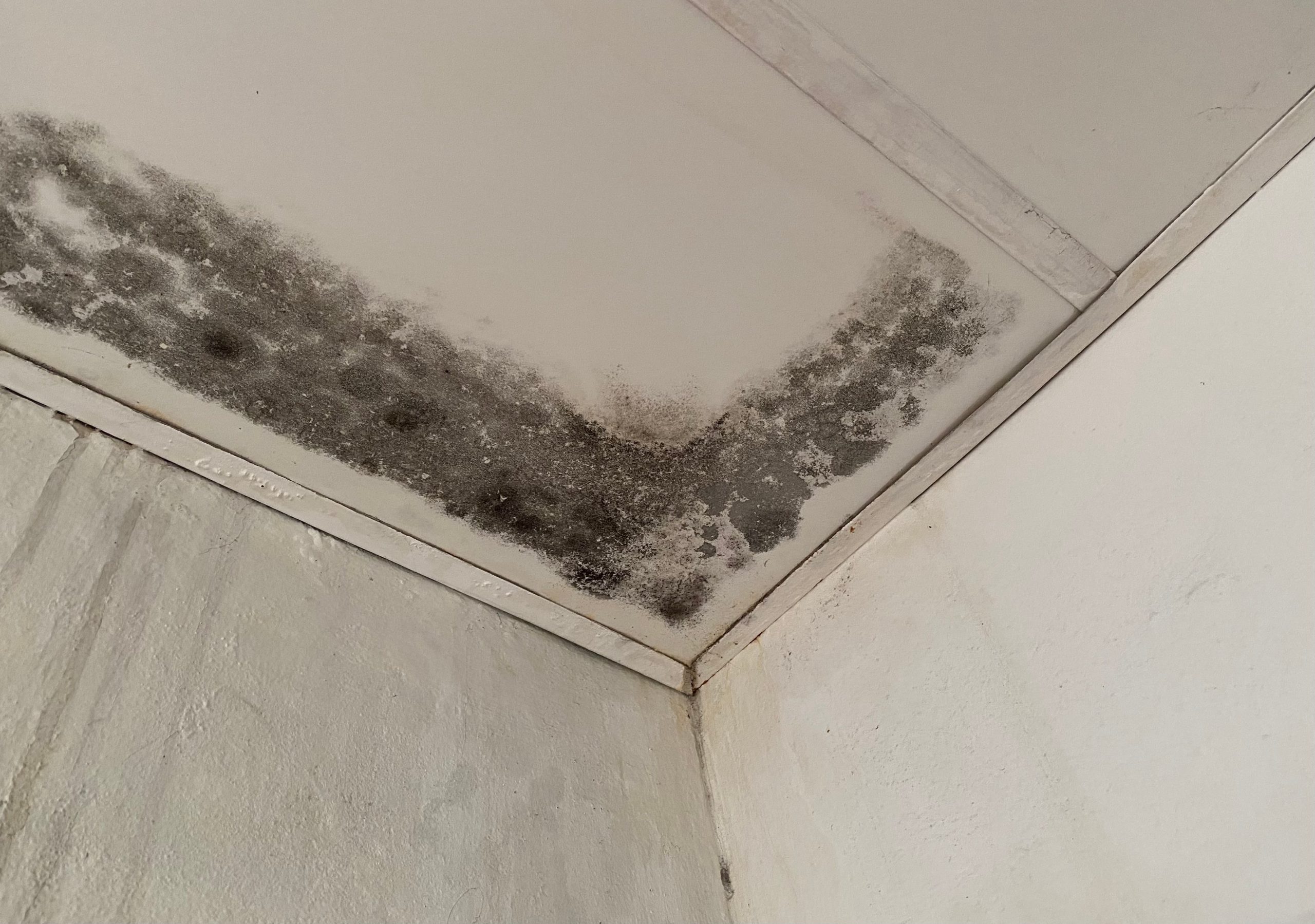 mold