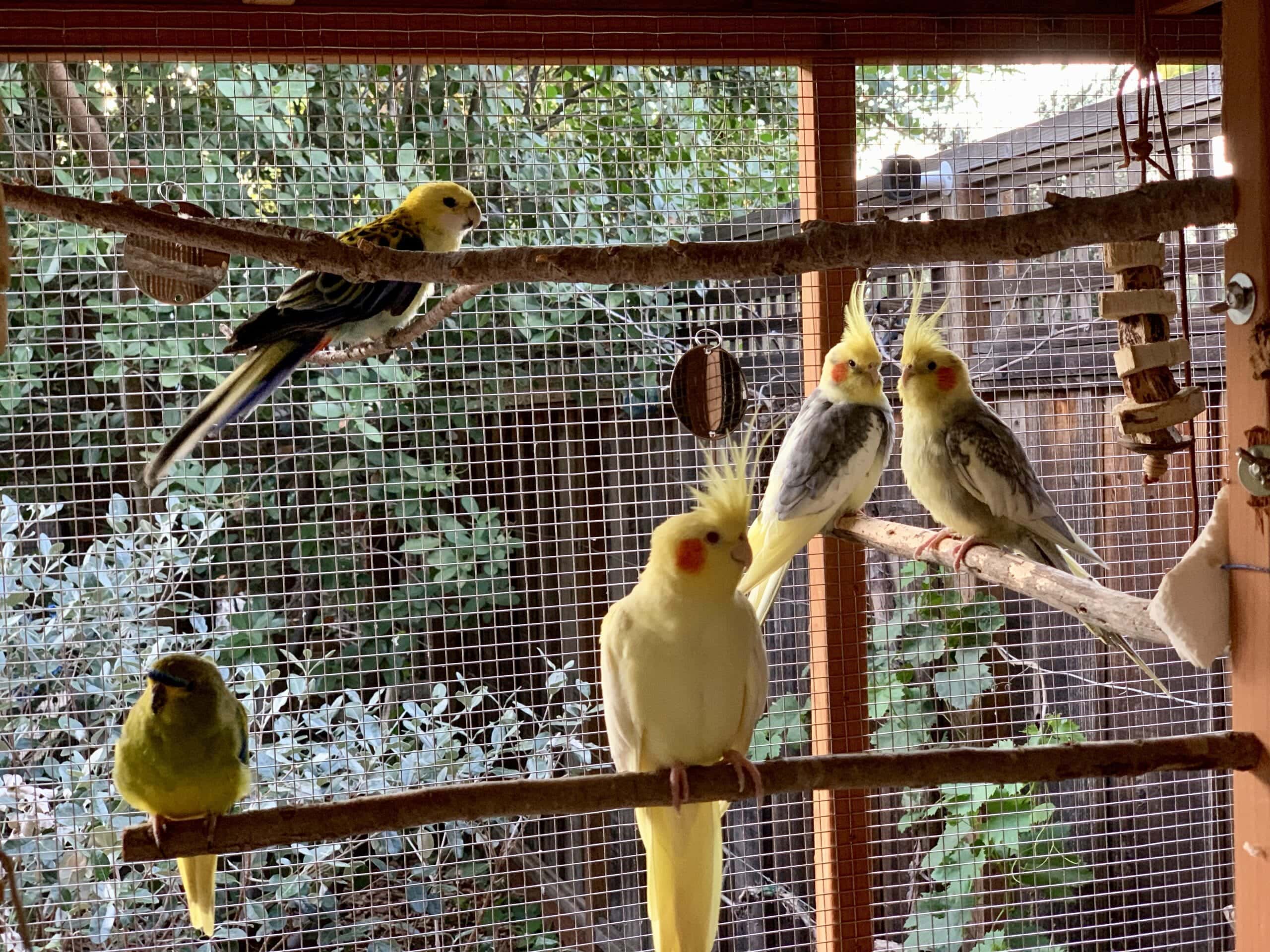 How Do You Make Bird Cage Perches from Tree Branches