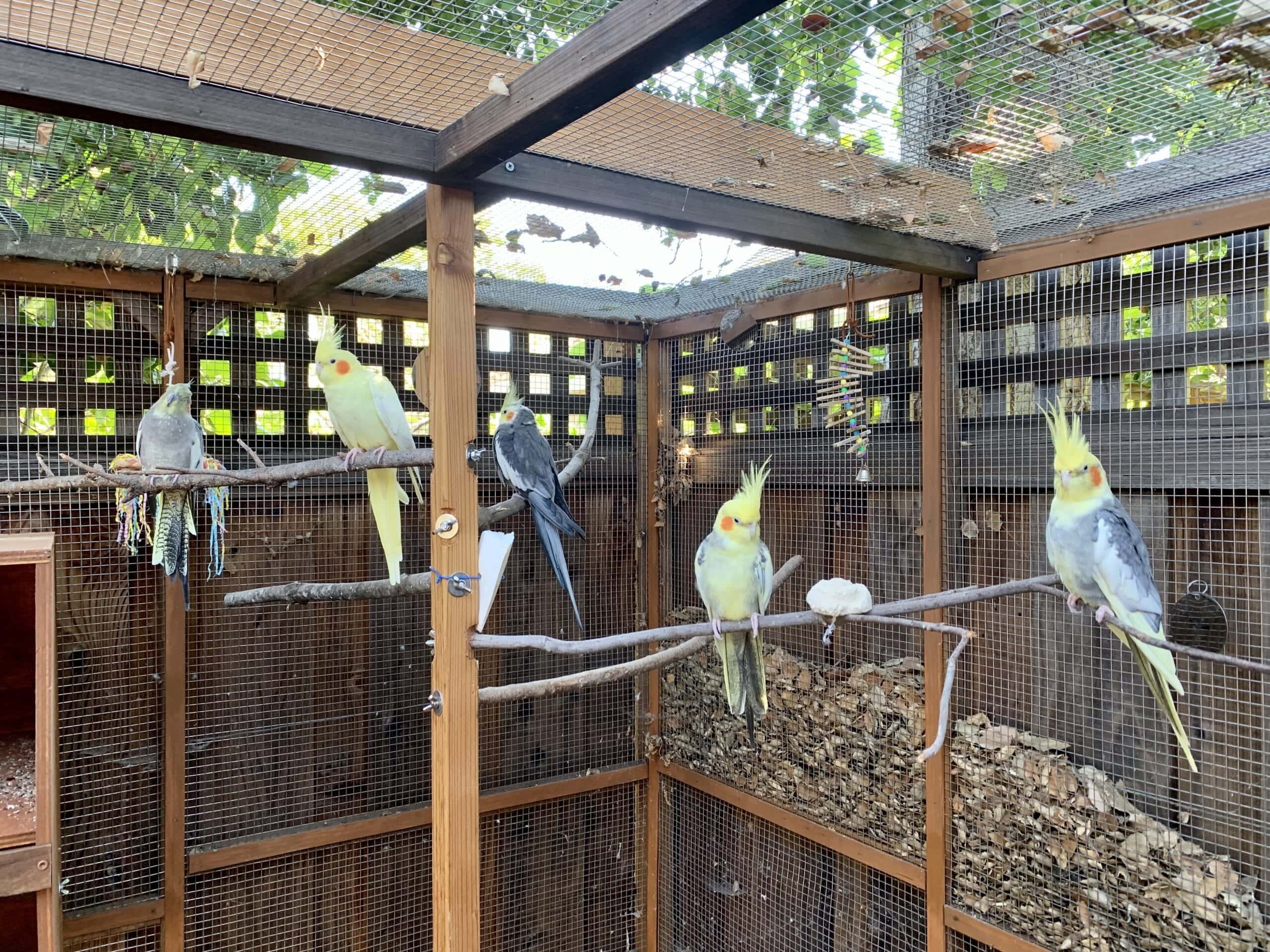 How to Make Natural Bird Perches