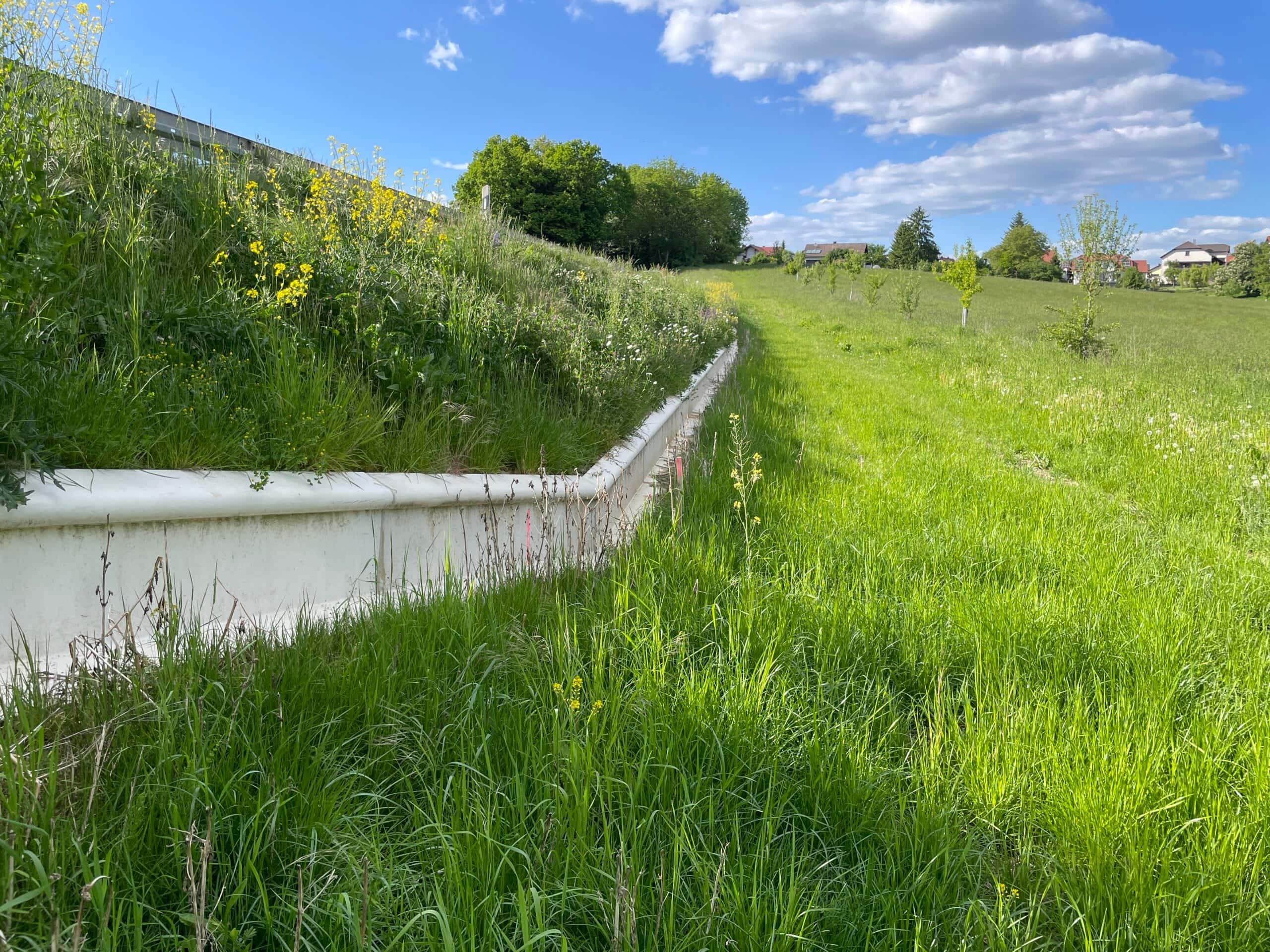 Beton Typ Standard grün bewachsen