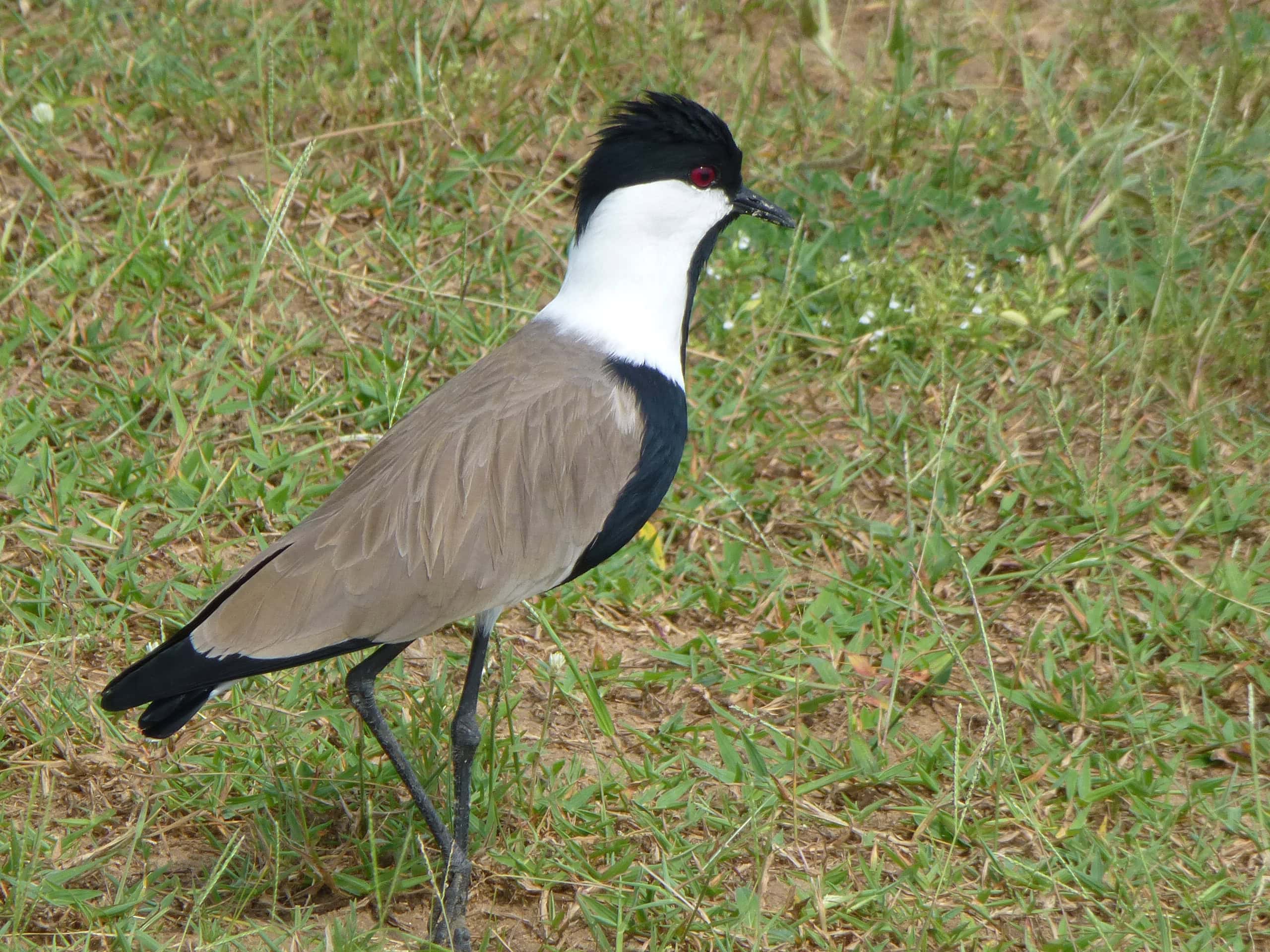 Uganda Birding Safari