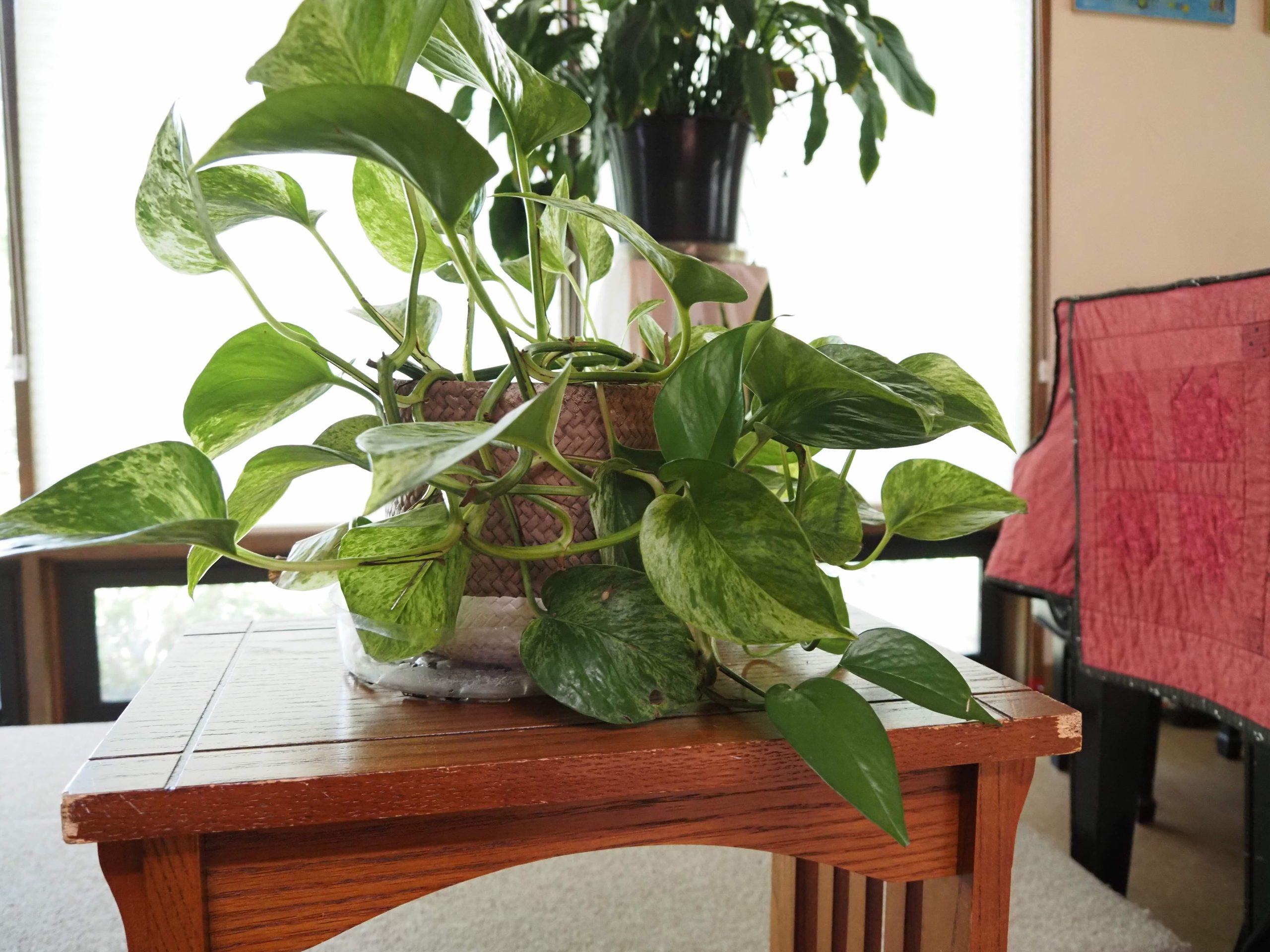 Care of Fellowship indoor plants