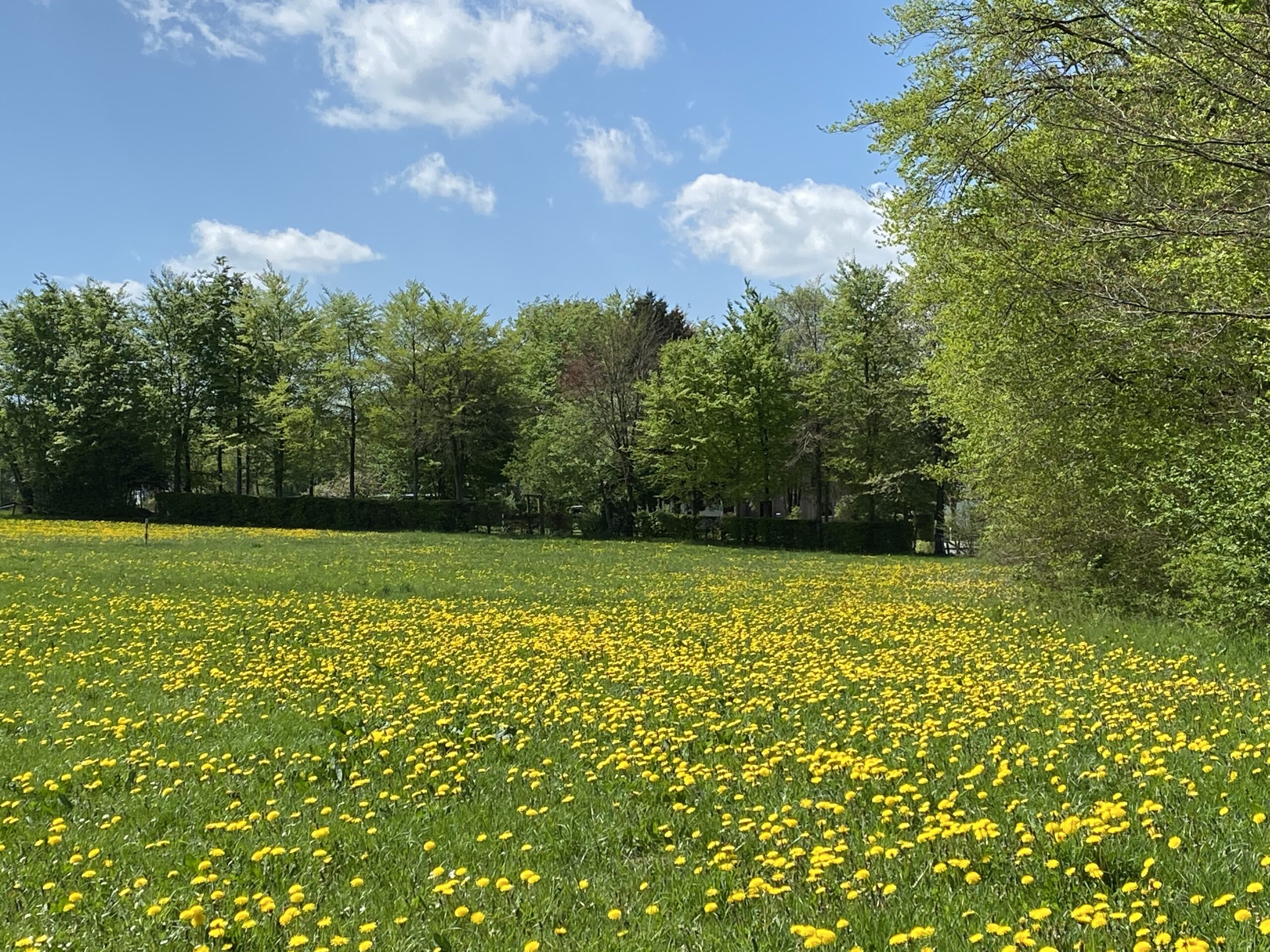 Höfen-Löwenzahnwiese
