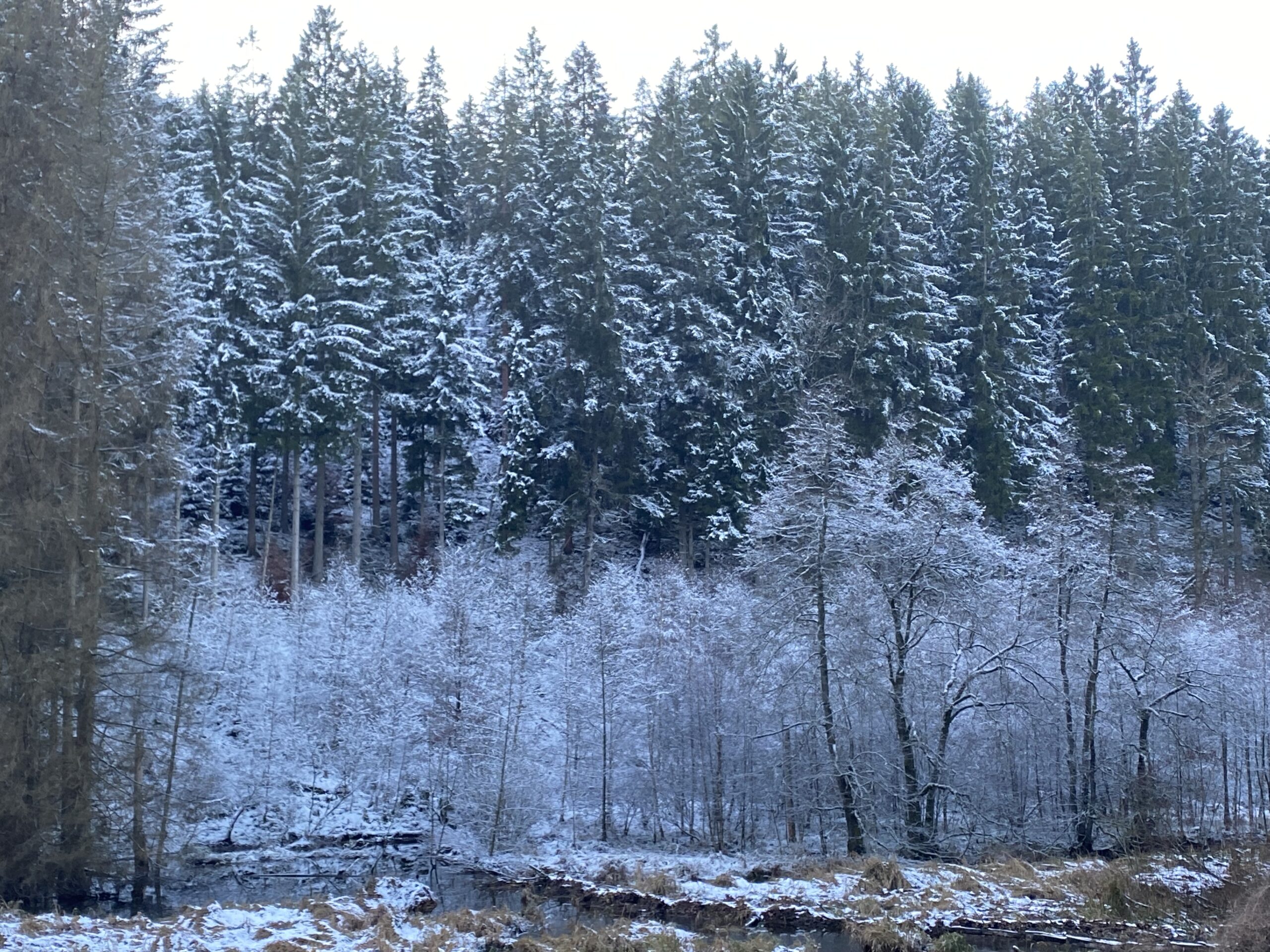 Monschau-Höfen im Schnee
