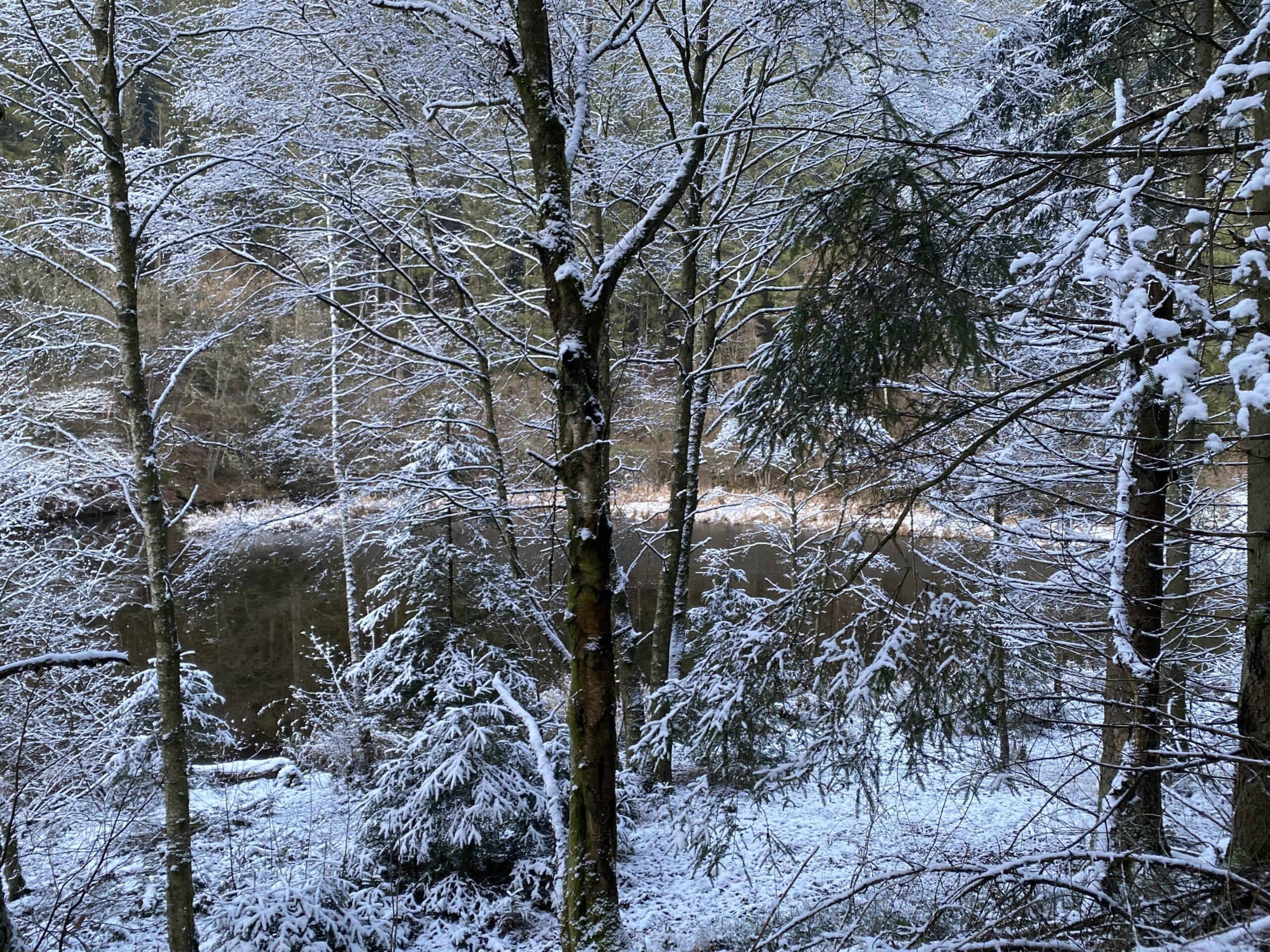 Monschau-Höfen. Schnee an der Perlbachtalsperre