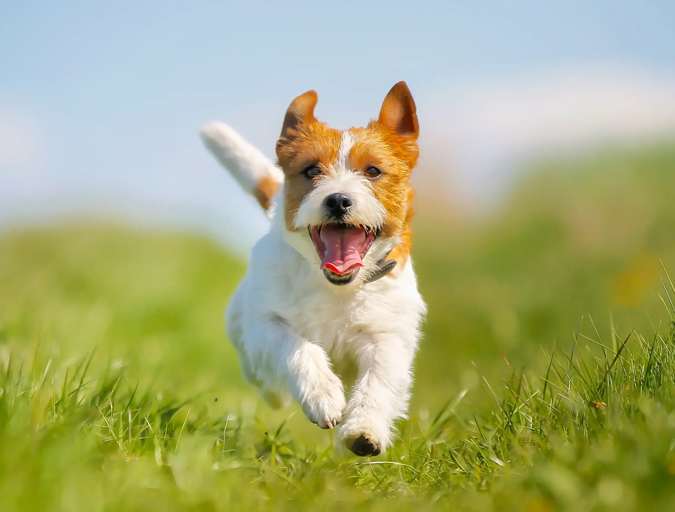 Happy dog running across a lush green field with its tongue out, enjoying outdoor play in a sunny park.