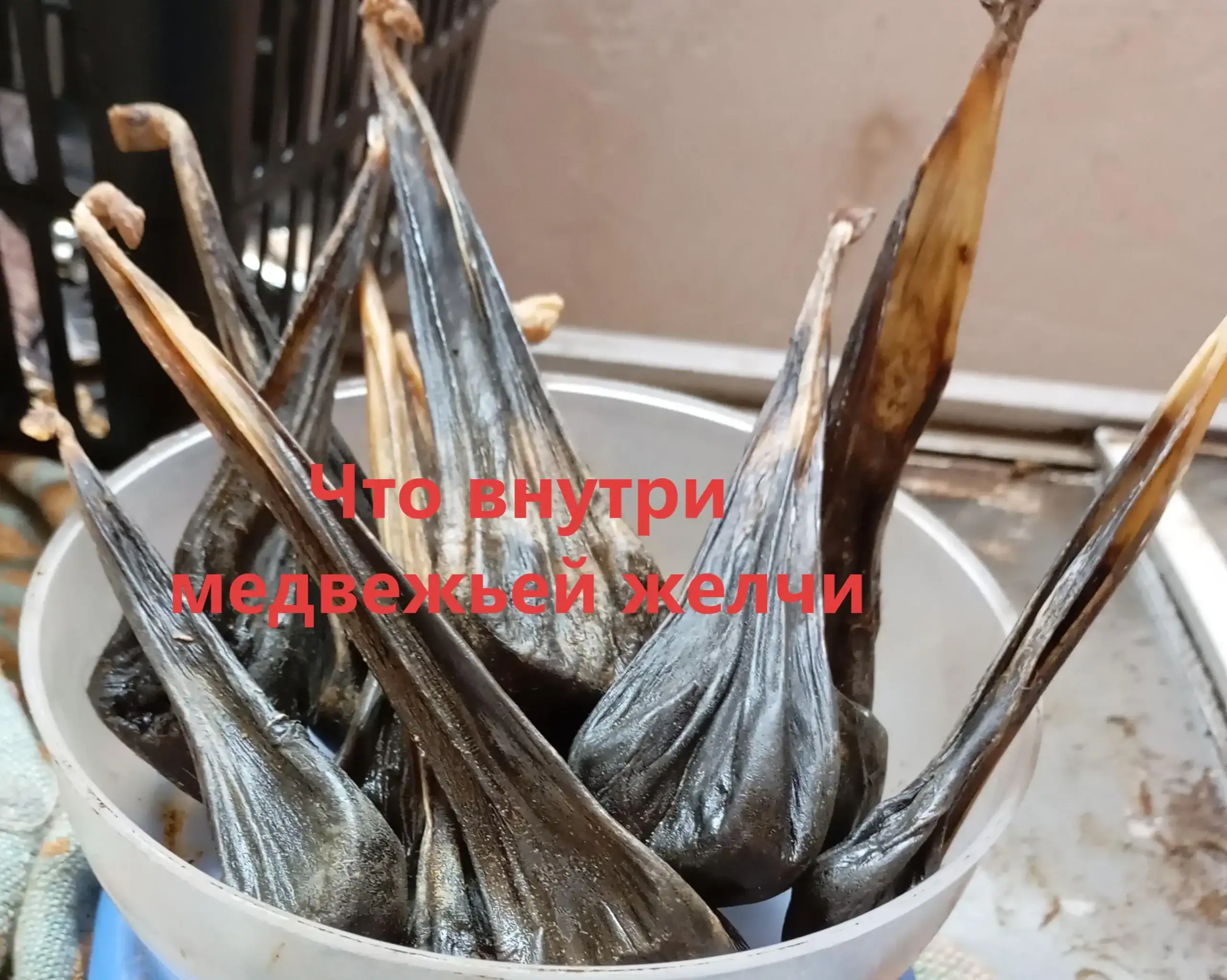 Как выглядит медвежья желчь внутри