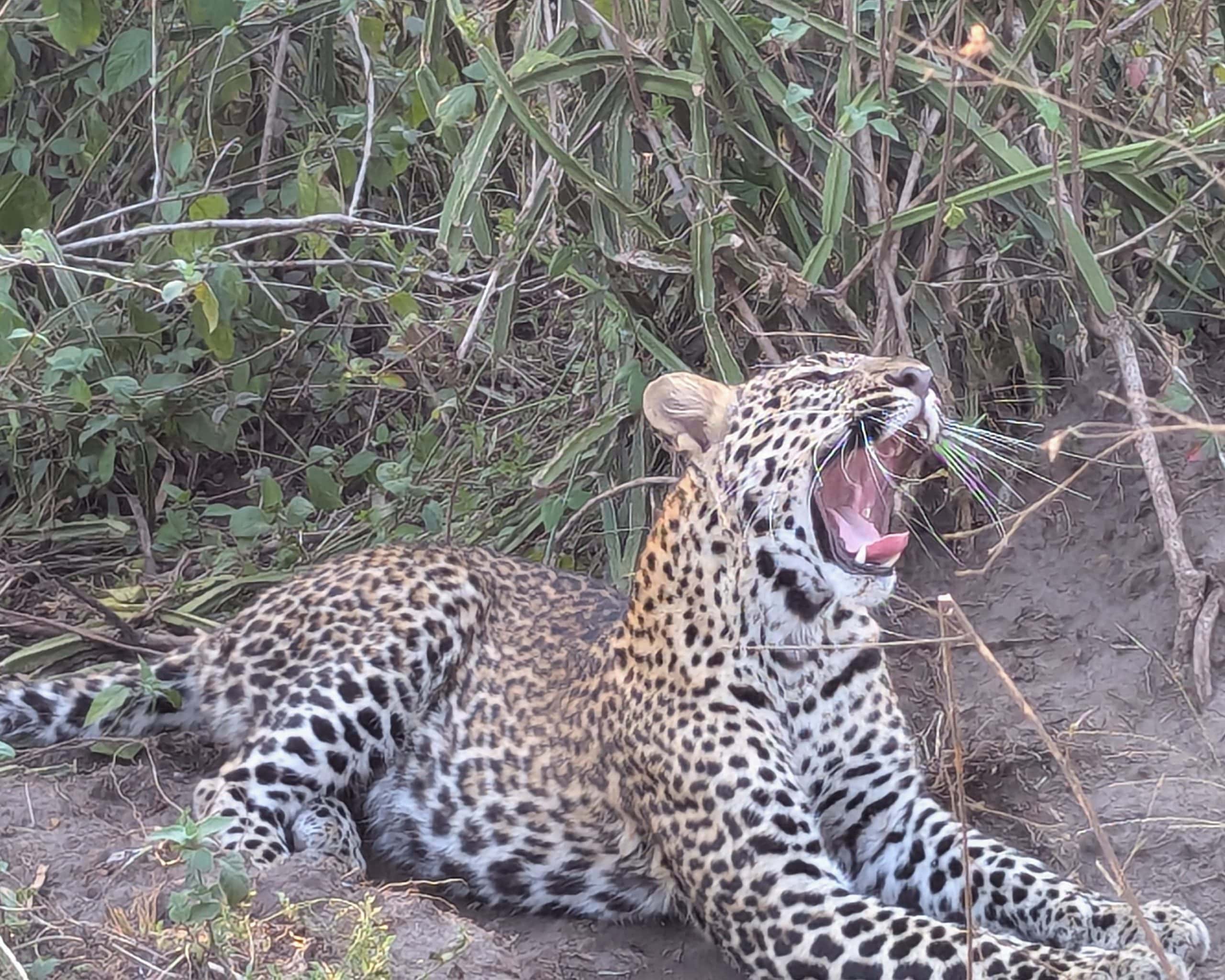 leopard