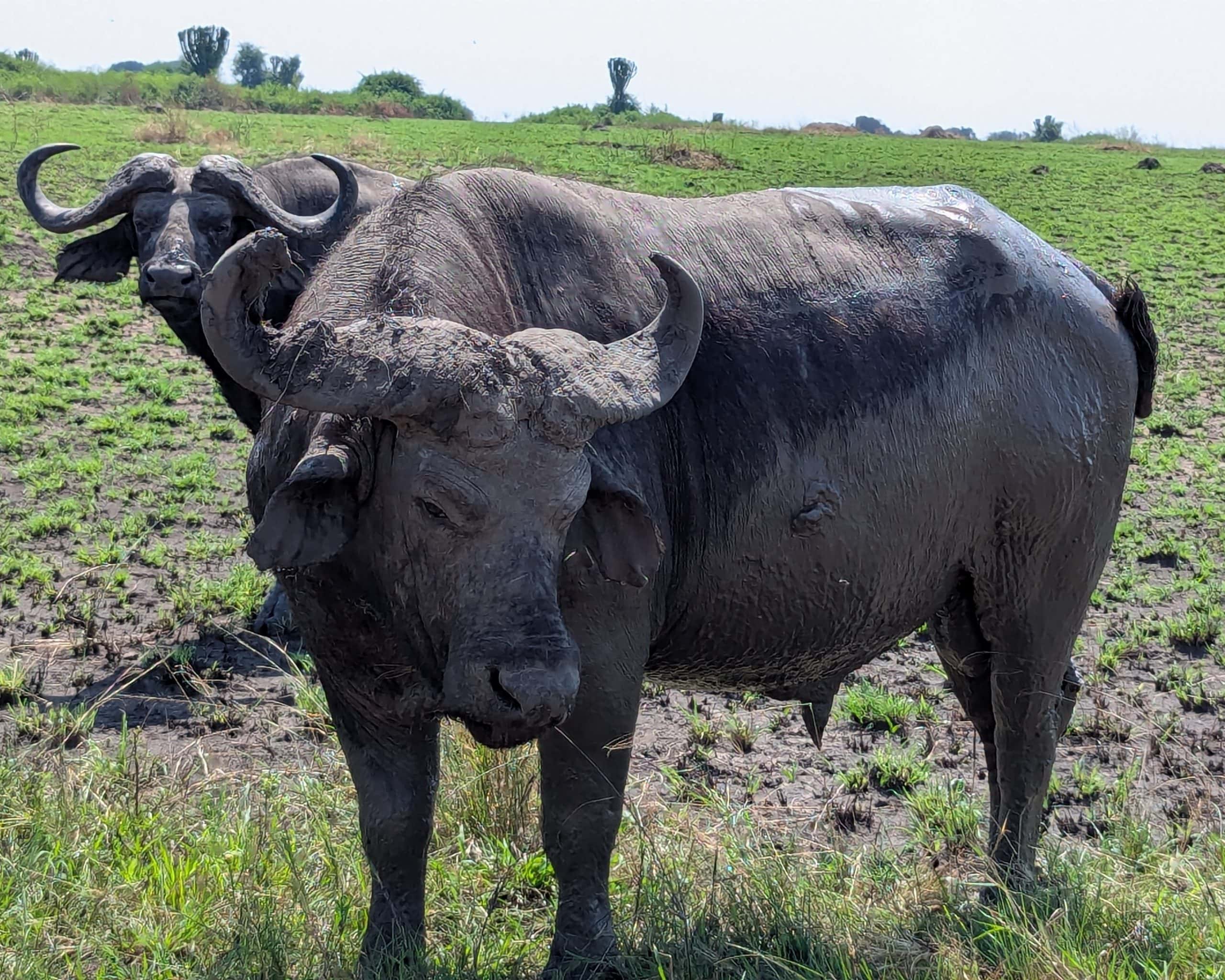 Uganda wildlife safari