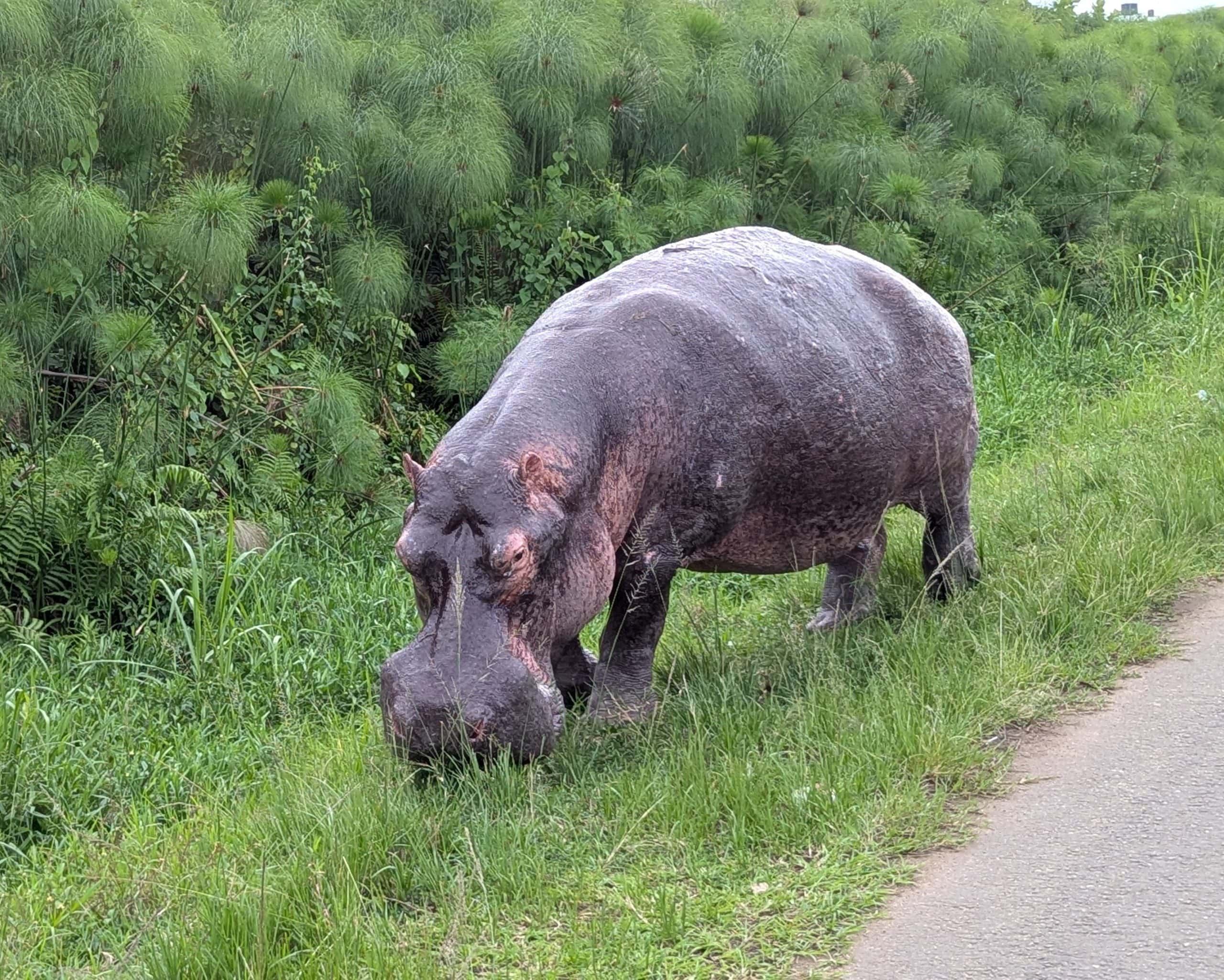 Hippo