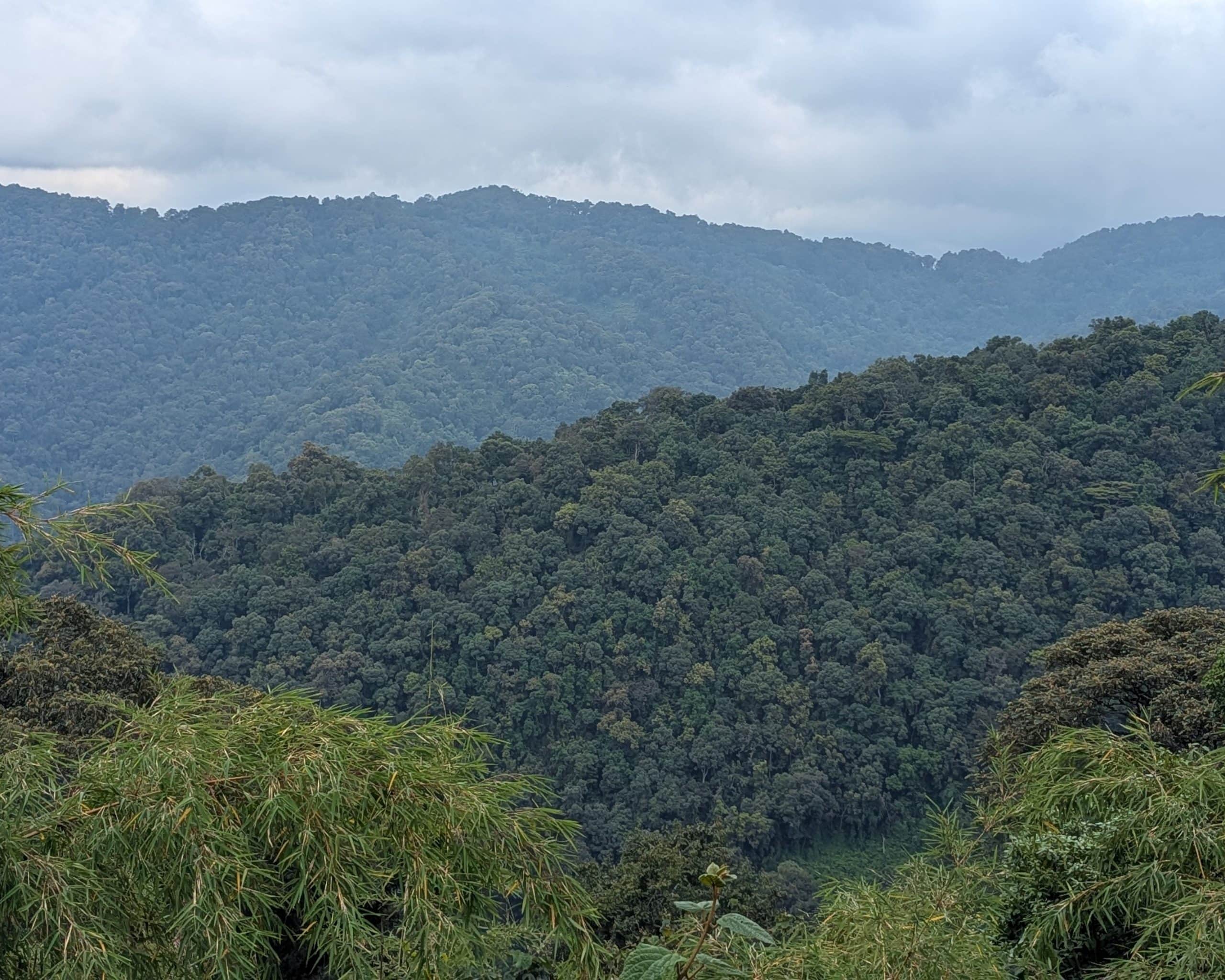 Bwindi impenetrable forest