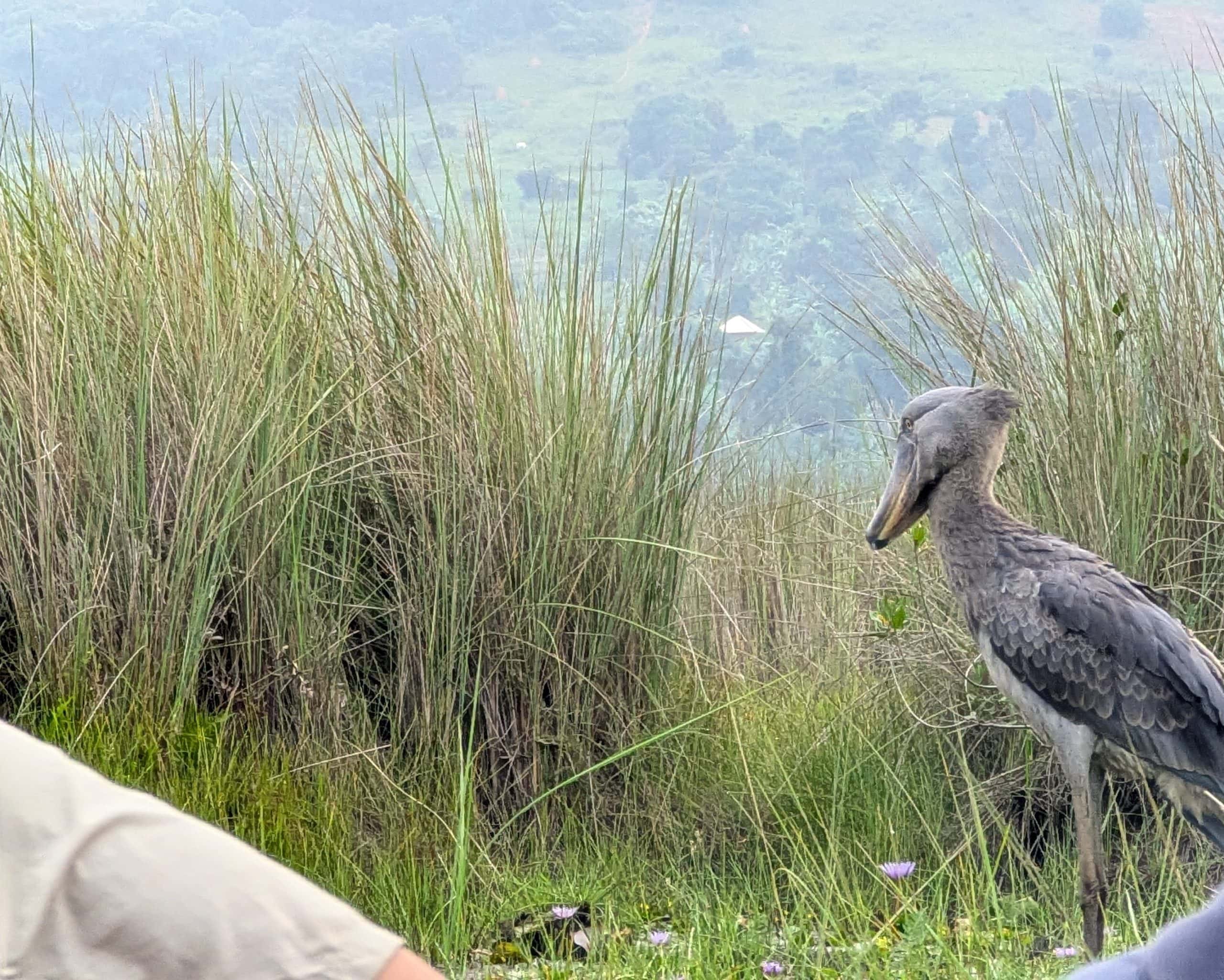mabamba Entebbe wetlands