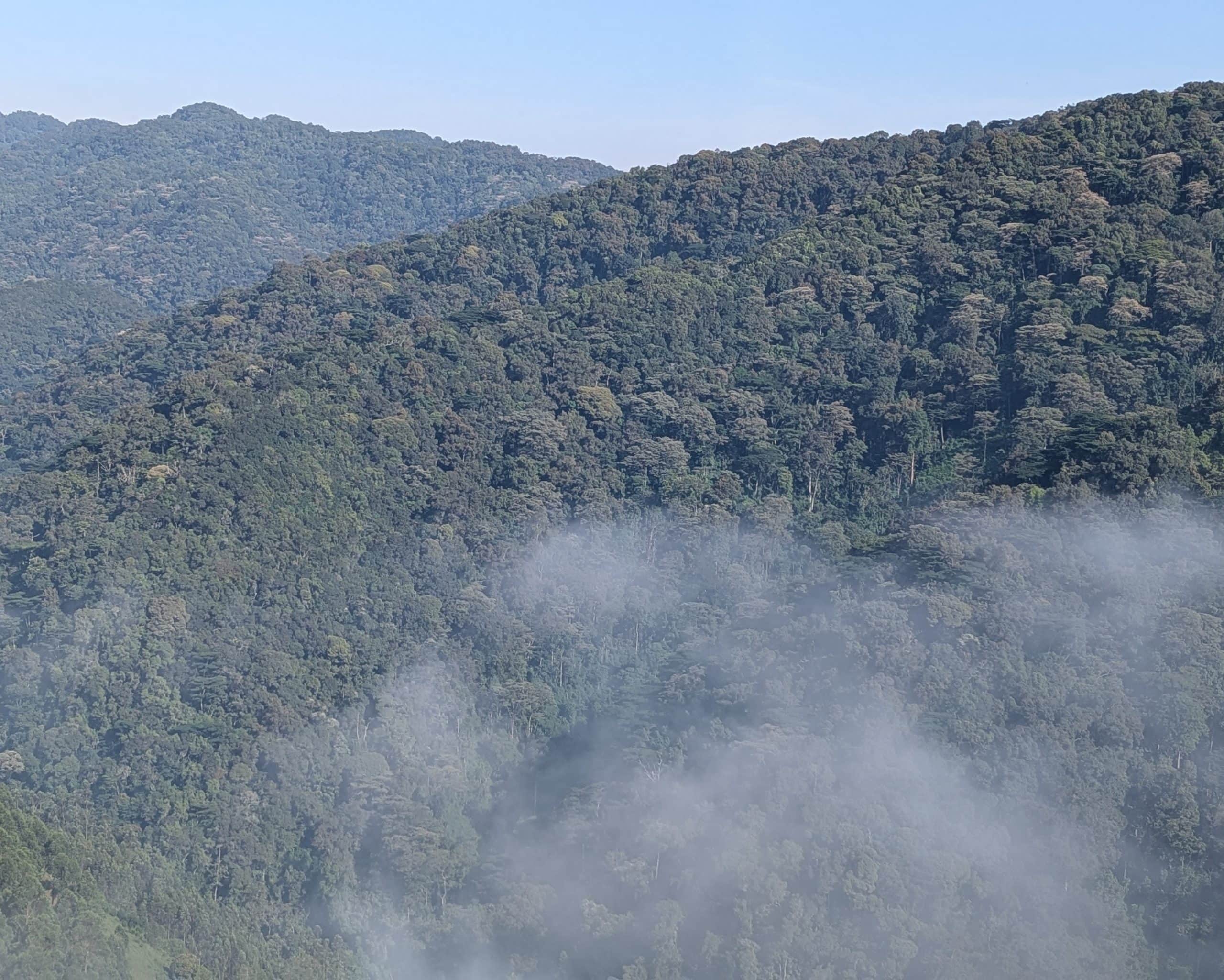 Gorilla in the mist 