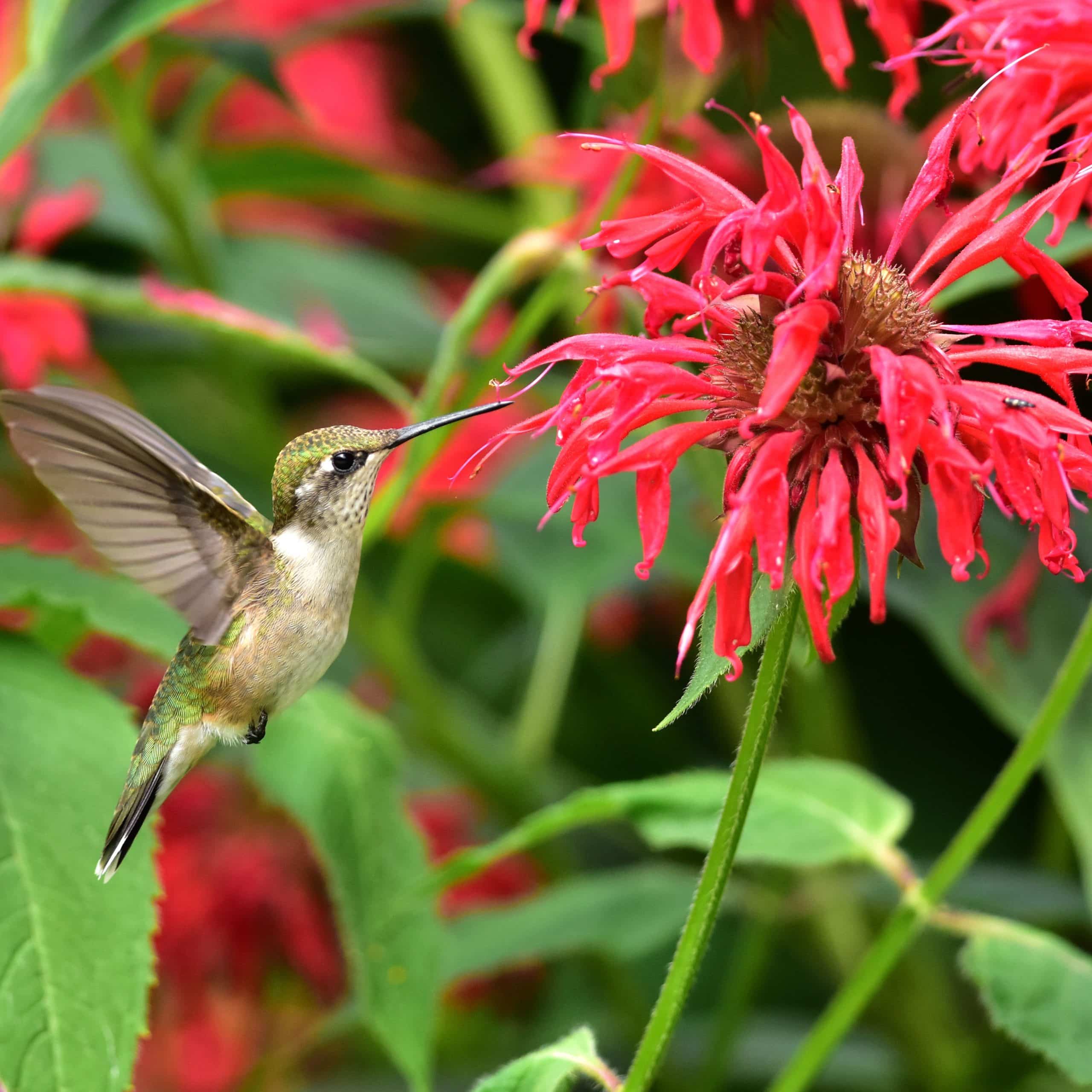 Why are Bird Pollinated Flowers Red