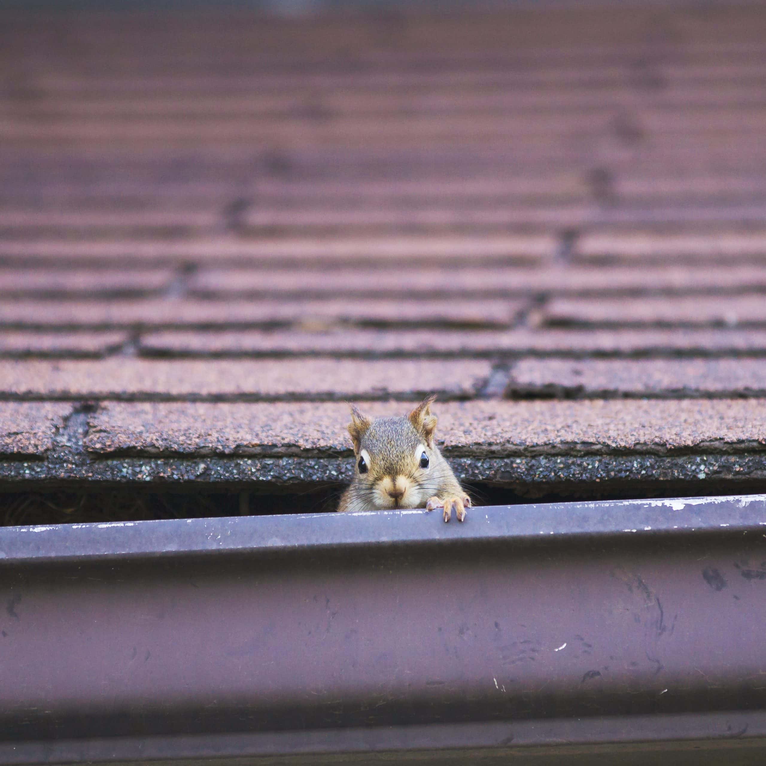 How to get rid of squirrels