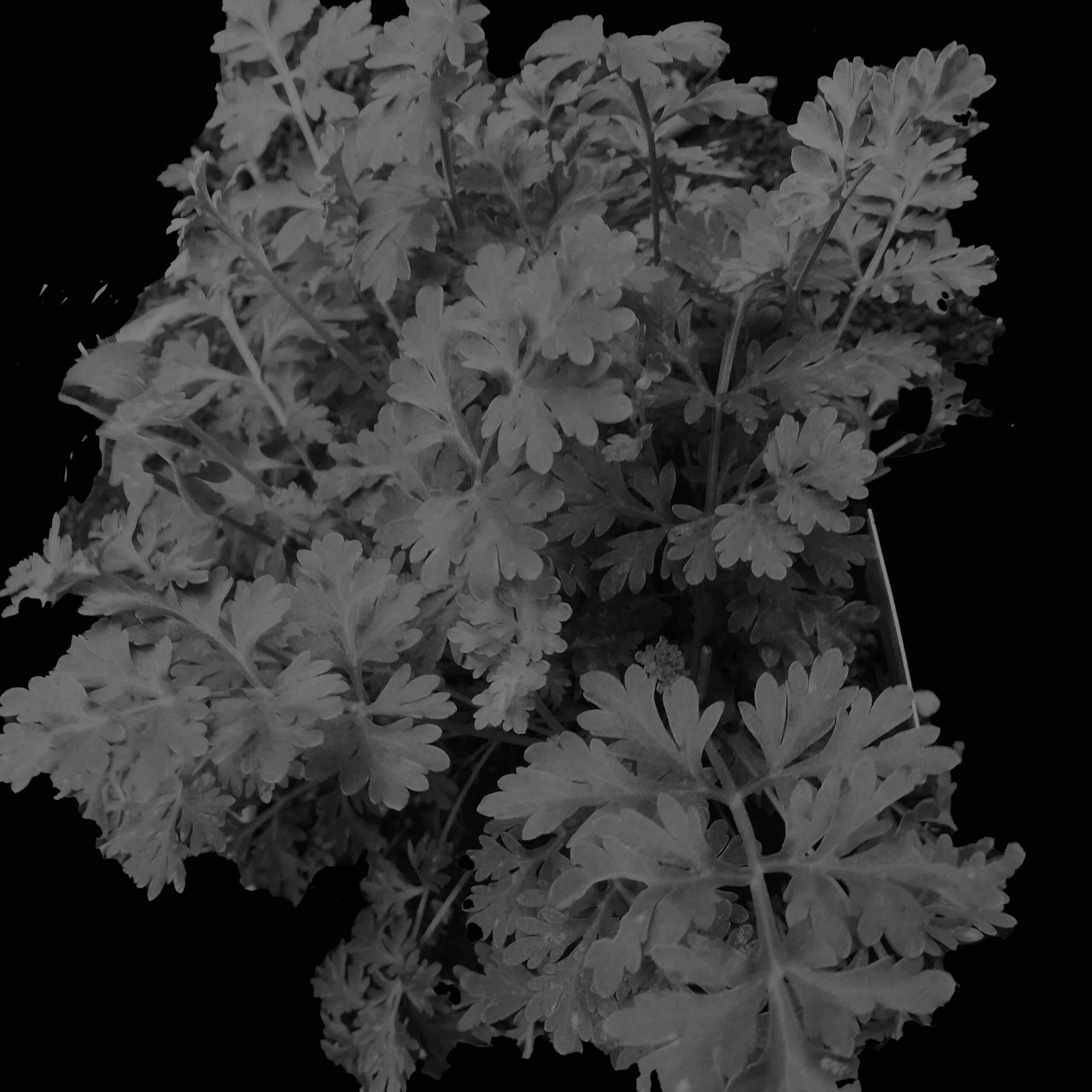 nice_herb_yomogi_photo