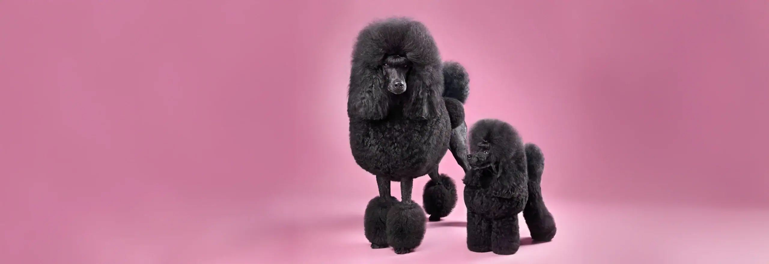 Niżły i Wyżły Groomer | Psi fryzjer | Poznań Kiekrz | Pielęgnacja psów | pudel czarny na różowym tle