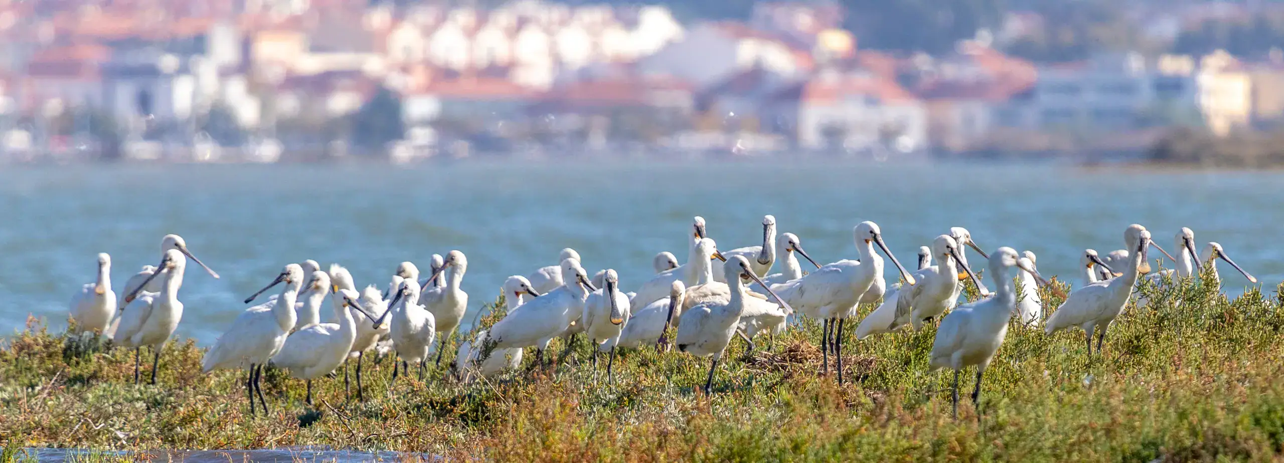 eurasinan-spoonbill-in-the-tagus-estuary Eurasian Spoonbill at the Tagus Estuary
