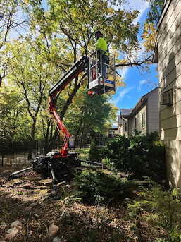 Wichita Tree Service Tree Pruning in 60ft spider lift.