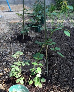 クレアオースチン地植え