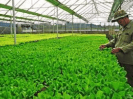 Giống cây trồng là gì? Quyền đối với giống cây trồng theo luật