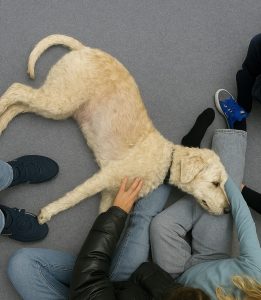 Schulbegleithund liegt zwischen Schülerinnen und Schülern in einer Klasse in Niedersachsen.