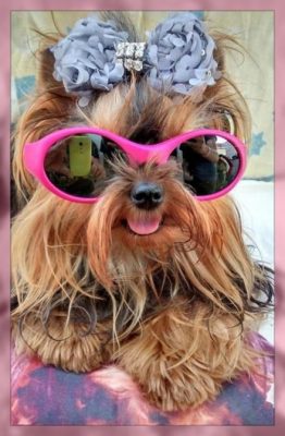 ropa de moda para perros chihuahua