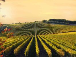 Vinmark i Europa under varm vekstsesong 2025