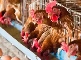 Filière avicole poulet