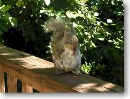 Tree Squirrel