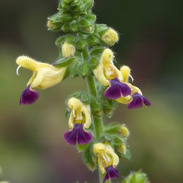 Salvia bulleyana