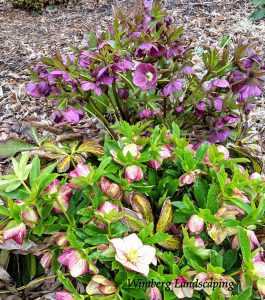 Read more about the article A Winter Wonder Ushers In Spring