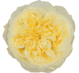 Antonia Garden (25 St Bunch-SM)