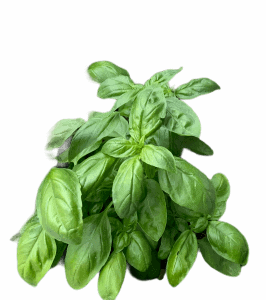 Basilikum