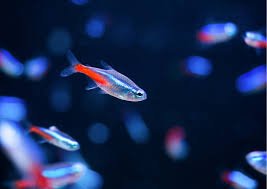 neon tetra