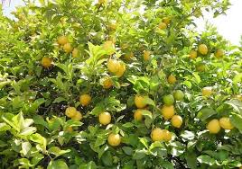 Limon Ağacı