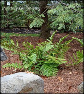 Read more about the article The Carefree Garden