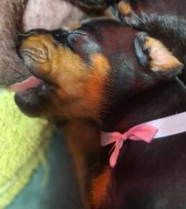 Dobermann cuccioli Allevamento della Selviata