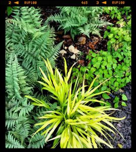 Read more about the article FIVE GRASSES WE ADORE