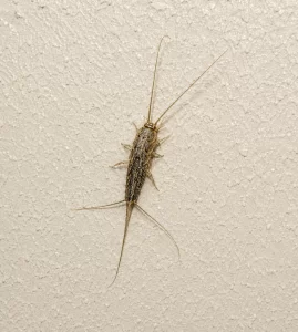 silverfish
