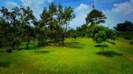 Sebuah area glamping yang berada di kawasan kebun durian dan alpukat di Ciater, Kabupaten Subang. Lahan tersebut memiliki luas sekitar 1,5 hektare. Poto. Dok. KPK