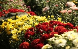 chryzantemy na flore olomouc